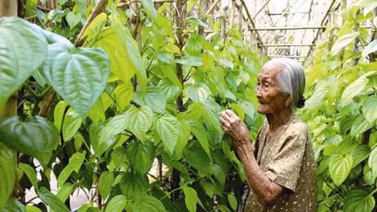 Giàn trầu của ngoại ảnh 1