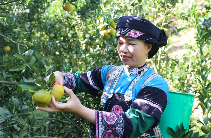 Dân tộc Bố Y