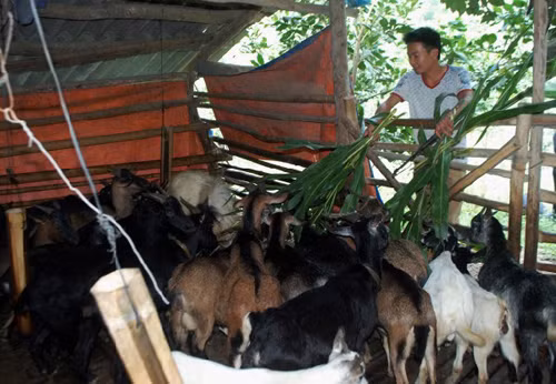 Đòn bẩy cho hộ mới thoát nghèo ảnh 1