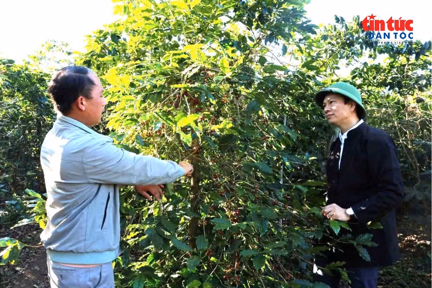 Sơn La chú trọng phát triển cây cà phê hướng tới đưa sản phẩm cà phê xuất khẩu.