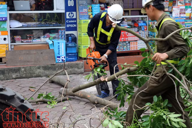 Hà Nội cắt tỉa cây xanh trước mùa mưa bão ảnh 11