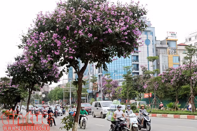 Hoa bằng lăng rợp tím trời Hà Nội ảnh 9