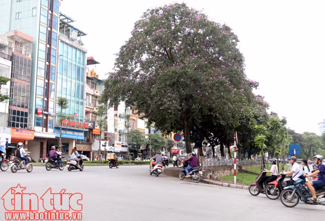 Hoa bằng lăng rợp tím trời Hà Nội ảnh 6