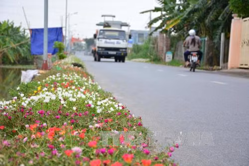 Những con đường hoa ở làng quê Nam Định đẹp như mơ ảnh 6