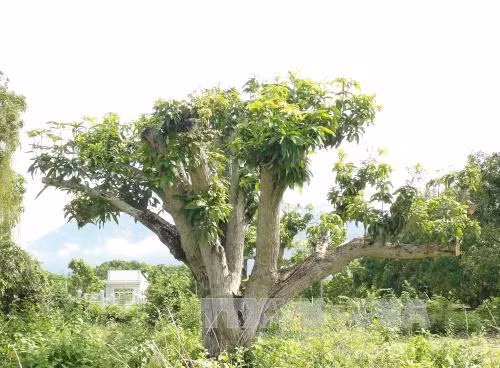 'Ngọt - chua' xoài Cam Lâm ảnh 2