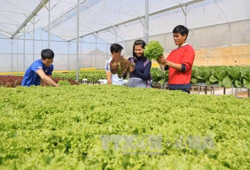 Làm nông nghiệp công nghệ cao để thoát cảnh 'được mùa, mất giá' ảnh 1
