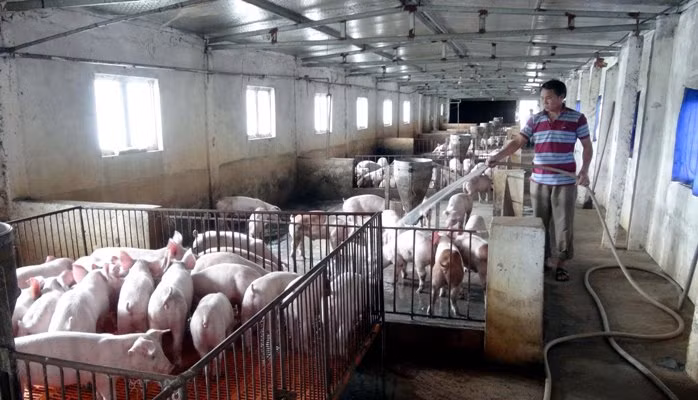 'Bắt mạch' ngành chăn nuôi ở đồng bằng sông Cửu Long ảnh 1
