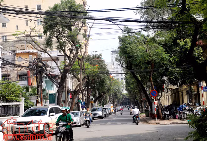 Hà Nội cắt tỉa cây xanh trước mùa mưa bão ảnh 13