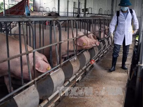 Cảnh báo nguy cơ bùng phát dịch bệnh trên đàn gia súc ảnh 1