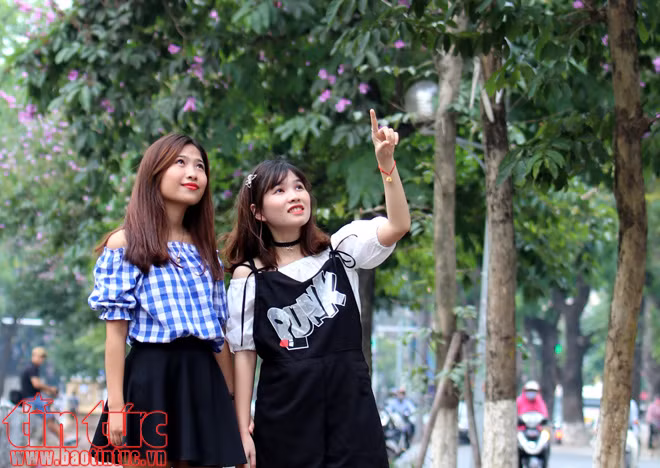 Hoa bằng lăng rợp tím trời Hà Nội ảnh 3