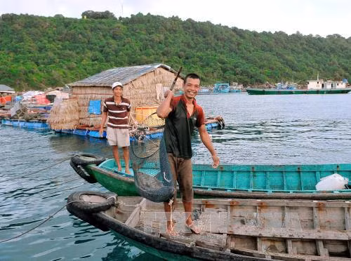 Kiên Giang phát triển nghề nuôi cá lồng bè trên biển ảnh 1
