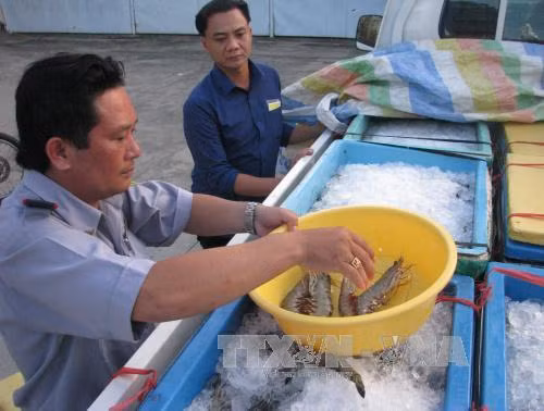 Phối hợp kiểm soát, ngăn chặn nạn bơm tạp chất vào tôm ảnh 1