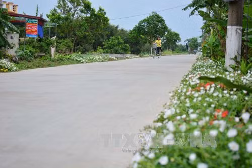 Những con đường hoa ở làng quê Nam Định đẹp như mơ ảnh 8