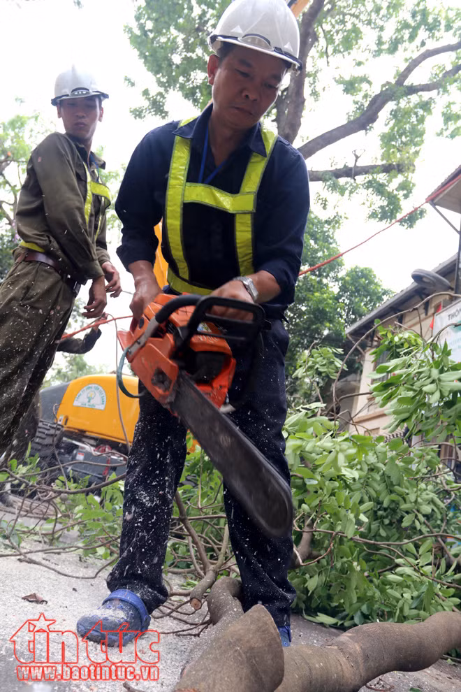 Hà Nội cắt tỉa cây xanh trước mùa mưa bão ảnh 3