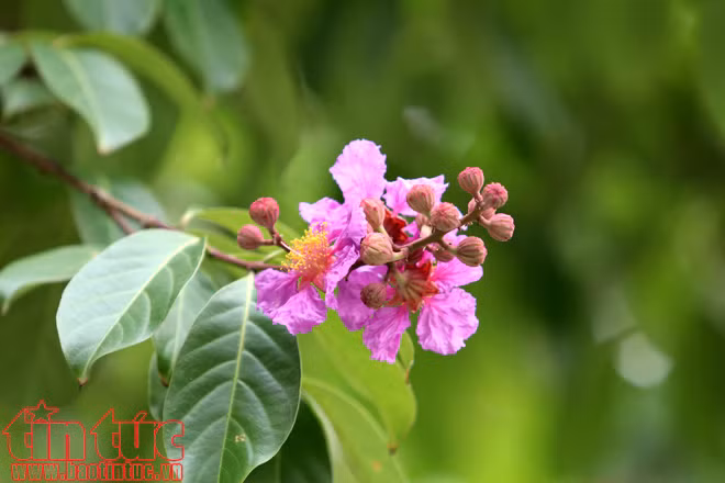 Hoa bằng lăng rợp tím trời Hà Nội ảnh 5