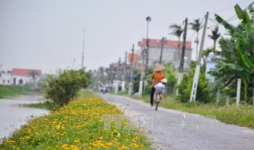 Những con đường hoa ở làng quê Nam Định đẹp như mơ ảnh 5