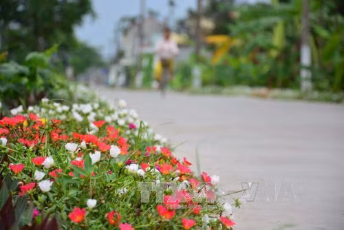 Những con đường hoa ở làng quê Nam Định đẹp như mơ ảnh 7
