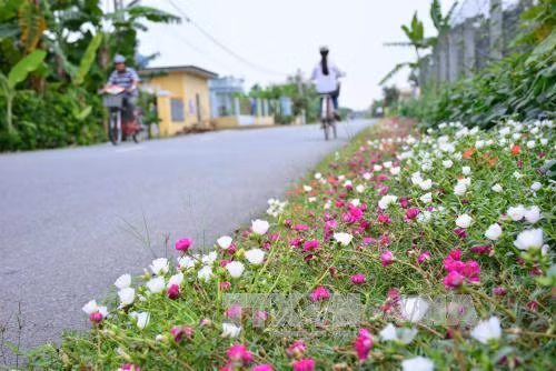 Những con đường hoa ở làng quê Nam Định đẹp như mơ ảnh 3