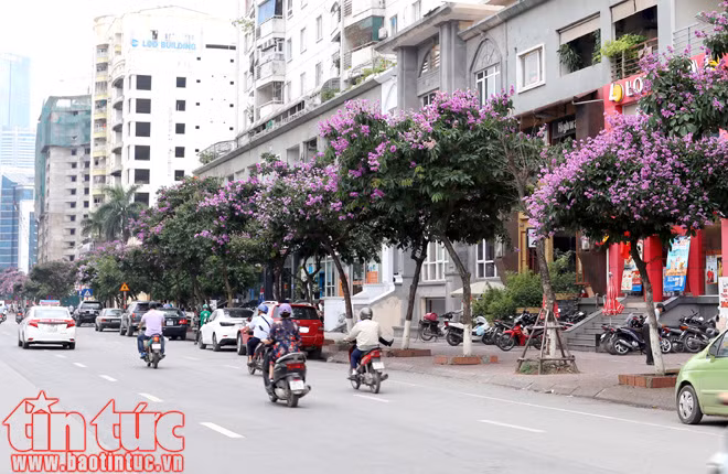 Hoa bằng lăng rợp tím trời Hà Nội ảnh 7