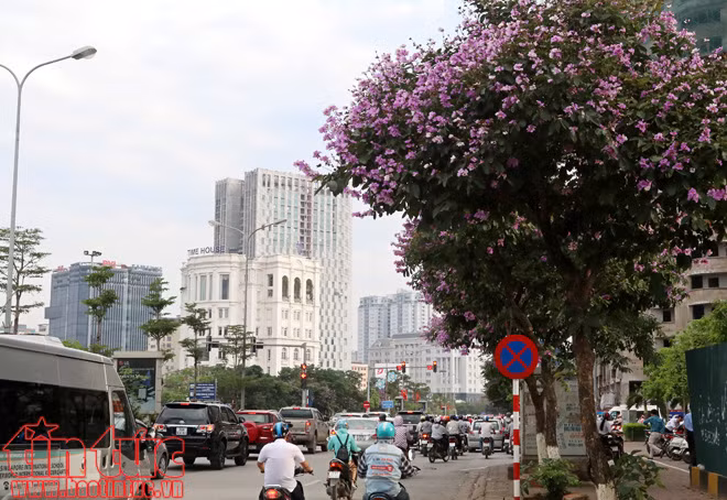Hoa bằng lăng rợp tím trời Hà Nội ảnh 12
