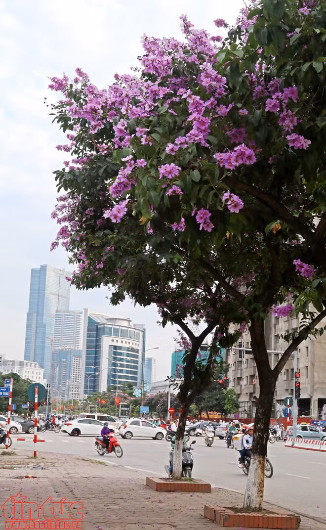 Hoa bằng lăng rợp tím trời Hà Nội ảnh 11