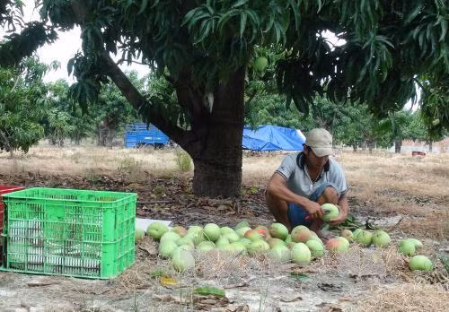 'Ngọt - chua' xoài Cam Lâm ảnh 1