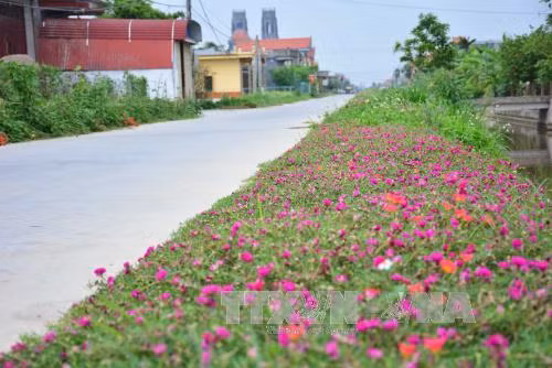 Những con đường hoa ở làng quê Nam Định đẹp như mơ ảnh 4