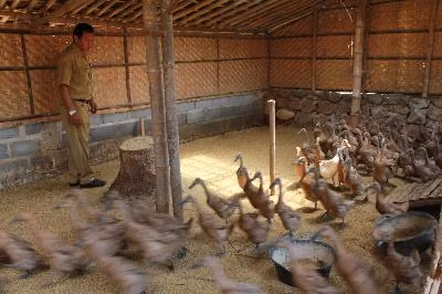 Thêm một ca tử vong vì cúm gia cầm tại Indonesia ảnh 1