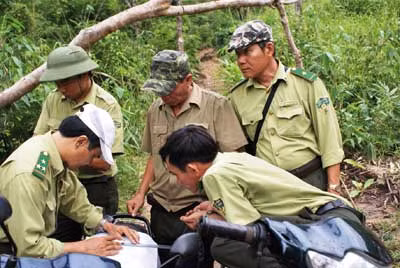 'Nóng' nạn phá rừng giáp ranh tại Bình Thuận ảnh 1