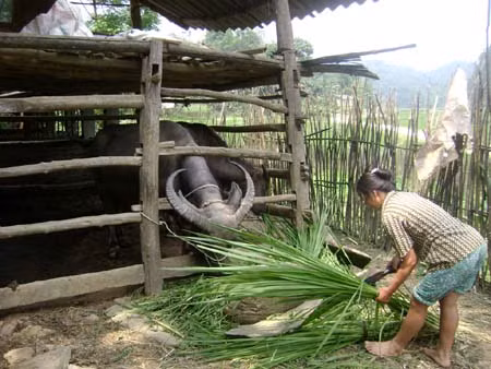 Mô hình giảm nghèo bền vững tại Cao Bằng ảnh 1