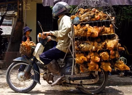 Gà thải Trung Quốc sang Việt Nam là loại cần tiêu hủy ảnh 1