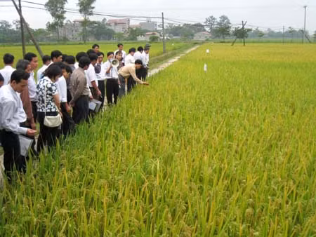 Ứng dụng KH&CN sản xuất giống lúa, ngô chất lượng cao ảnh 1