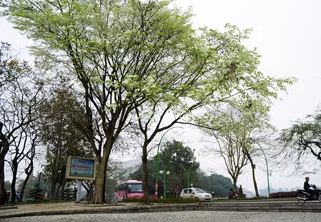 Hoa sưa lại trắng ngần Hà Nội ảnh 7