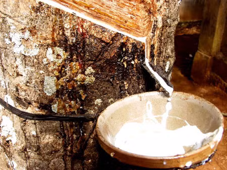 Khởi công nhà máy chế biến mủ cao su tại Quảng Trị ảnh 1