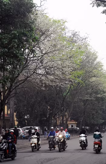 Hoa sưa lại trắng ngần Hà Nội ảnh 4
