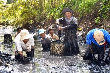 Nuôi cá đồng đem lại thu nhập cao cho nông dân Cà Mau ảnh 1