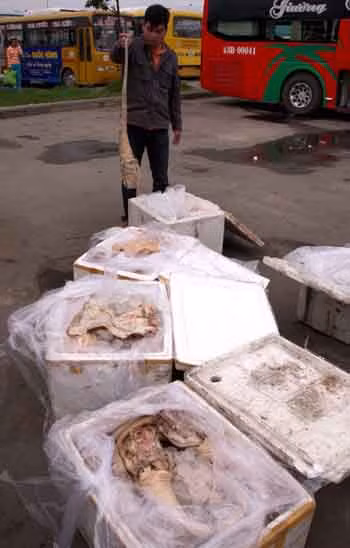 Thu giữ hơn 3 tạ nội tạng động vật bốc mùi hôi thối ảnh 2