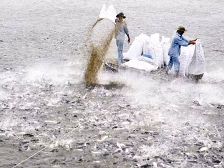 Cá linh tiêu thụ mạnh, lãi cao ảnh 1