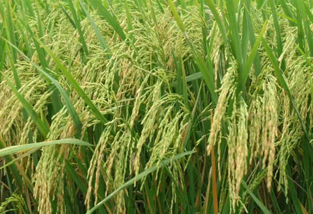 Bình Thuận xây dựng vùng lúa chất lượng cao ảnh 1