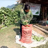 Giảm khâu trung gian, thêm cơ hội tăng giá trị nông sản địa phương
