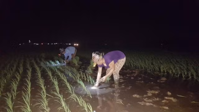 Nông dân Bắc Ninh cấy lúa đêm tránh nắng ảnh 5