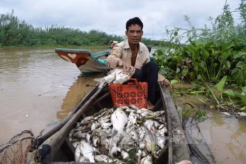 Cá chết hàng loạt ở thượng nguồn sông Sài Gòn ảnh 1