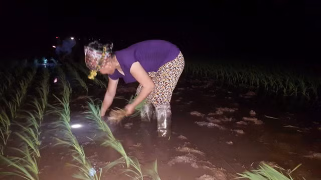 Nông dân Bắc Ninh cấy lúa đêm tránh nắng ảnh 4