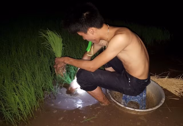 Nông dân Bắc Ninh cấy lúa đêm tránh nắng ảnh 3