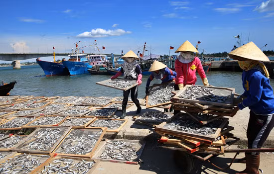 Cấp bách khôi phục hệ sinh thái biển miền Trung ảnh 1