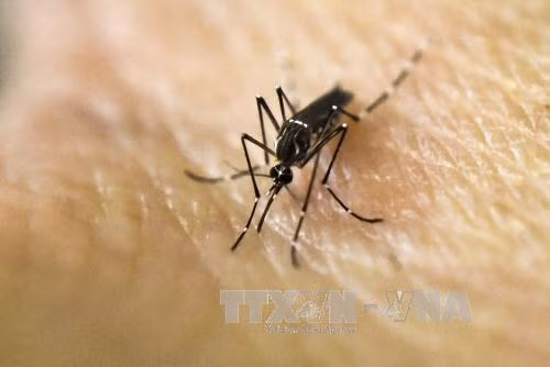 Nguy cơ khiếm thính ở trẻ sơ sinh nhiễm virus Zika ảnh 1