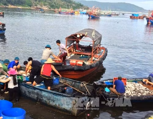 Cá chết trên biển Nghi Sơn không liên quan tới Formosa và bùn thải ảnh 1