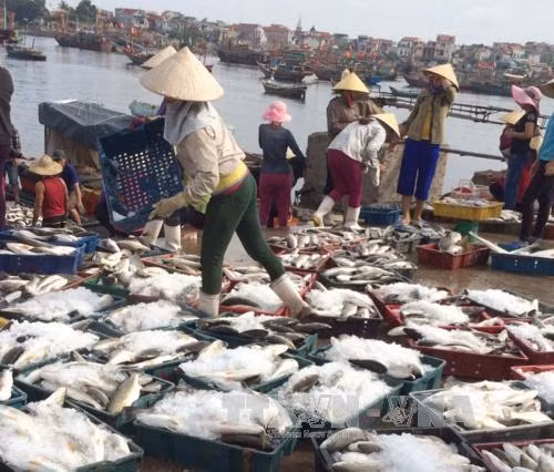 Cá chết ở Nghi Sơn không ảnh hưởng mua bán, khai thác hải sản ảnh 1