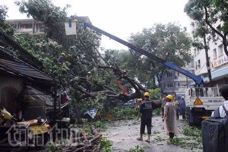 TPHCM: Mưa lớn, cây xanh bật gốc đổ vào nhà dân ảnh 1
