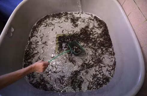Thả cá hồi về dòng Kamenice ảnh 1